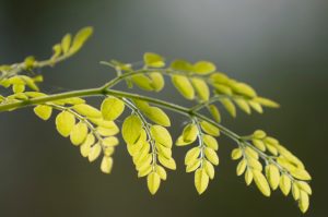 MORINGA'S Encounter