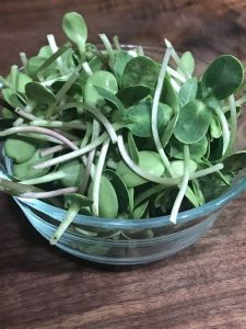 Microgreens