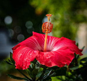 Hibiscus