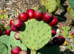 An edible crop with succulent branches and peanut butter and raisins