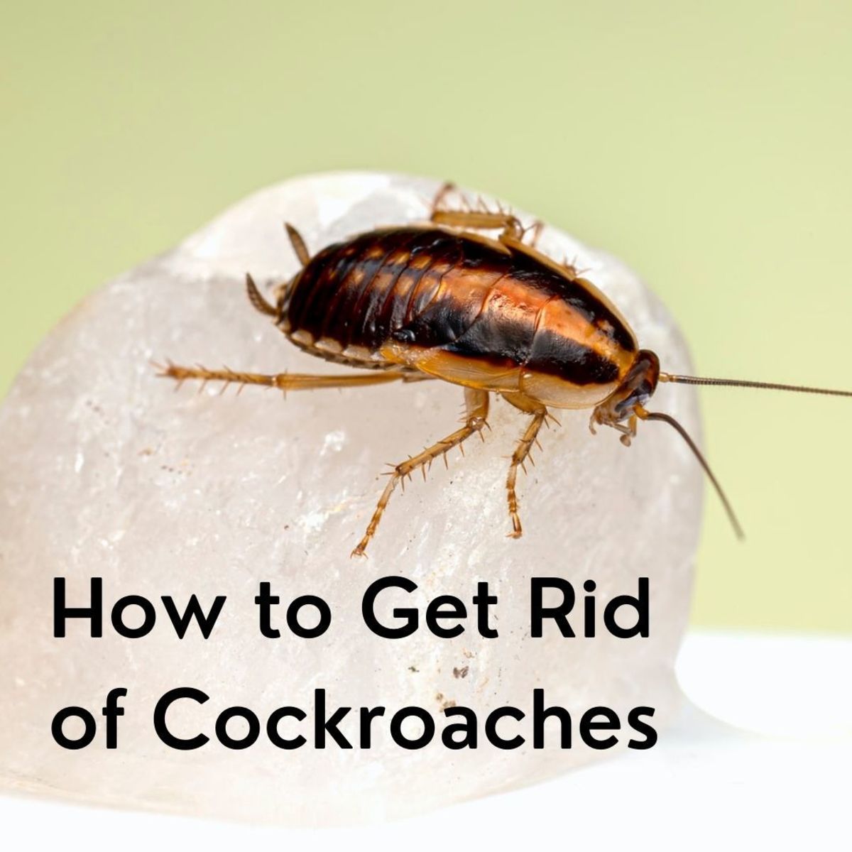 12 Natural Ways to Get Rid of Cockroaches Permanently from Kitchen