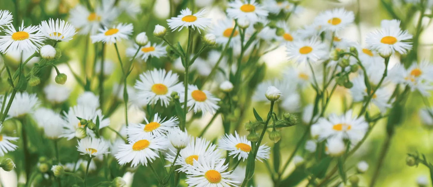 15 Best White Flowers For Your Garden For Summer