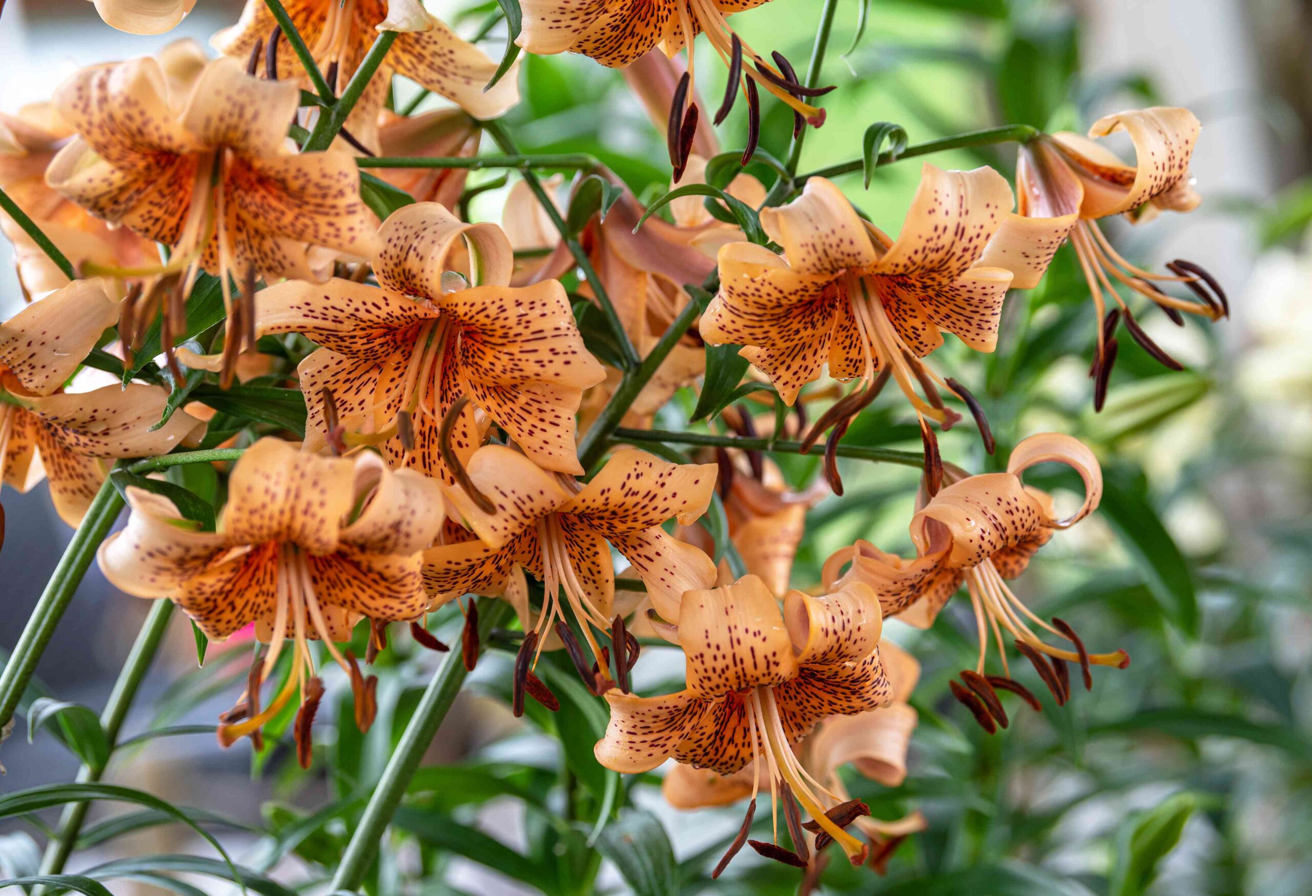 15 Fragrant Plants That Will Make Your Garden Smell Amazing