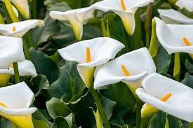 Calla Lily