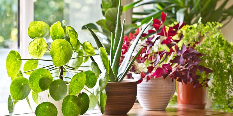 Top 11 Vaastu Plants to Bring Prosperity and Positivity to Your Space